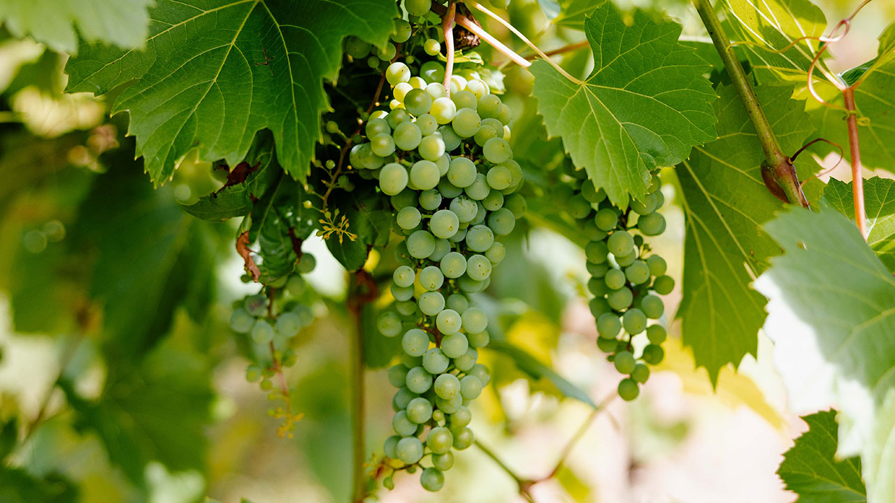 Close-up of green wine grapes growing on the vine at Gervasi Vineyard in Ohio, signaling peak summer growth before fall harvest.