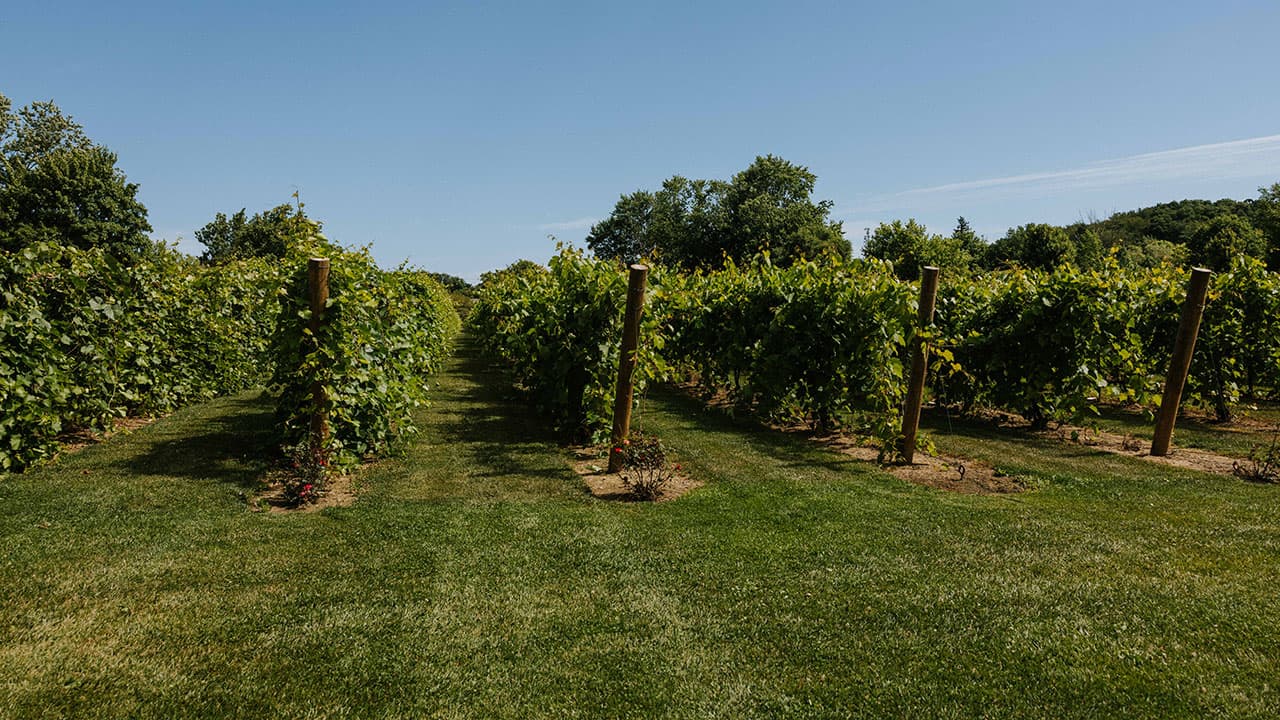 Gervasi’s vineyards & grapes spend the summer getting ready for harvest